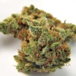 Northern Lights