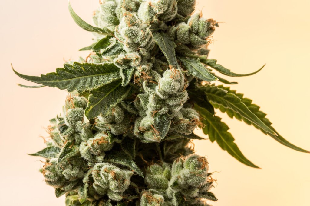 buy medicinal cannabis flower australia