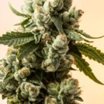 Cannabis Flower